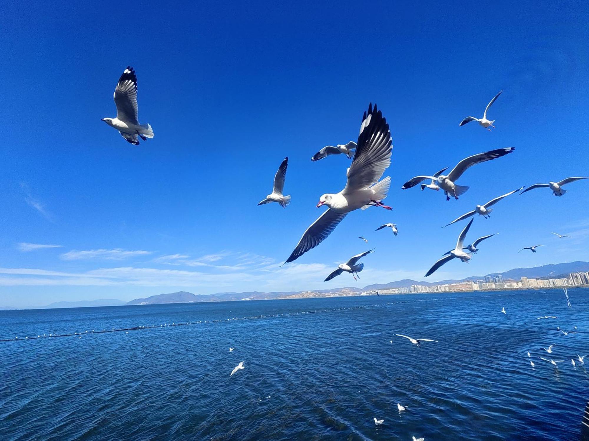 大理扶海莱依旅游度假休闲海景别院-洱海边超级无敌海景房/花园海景房/自家独栋海景别墅/免费接机送机 大荔 外观 照片